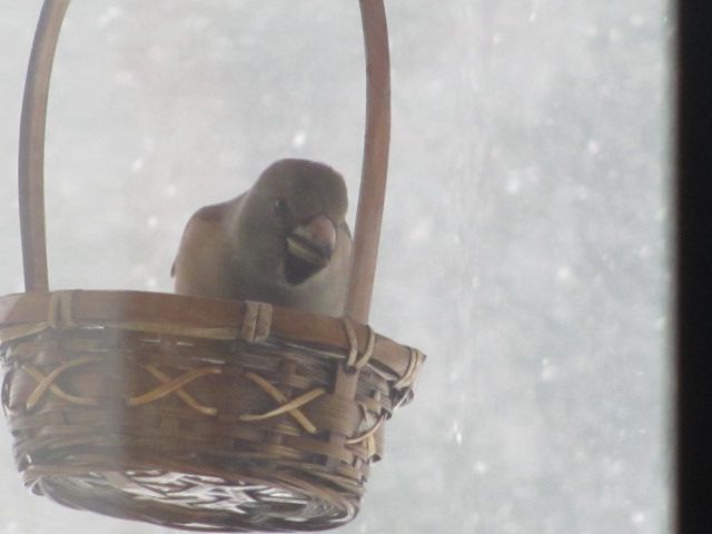 居座るシメ様・・・上山観光フルーツ園