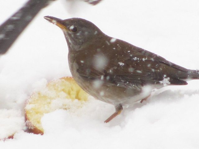 まさかの素手で野鳥を捕まえる・・・上山フルーツ園