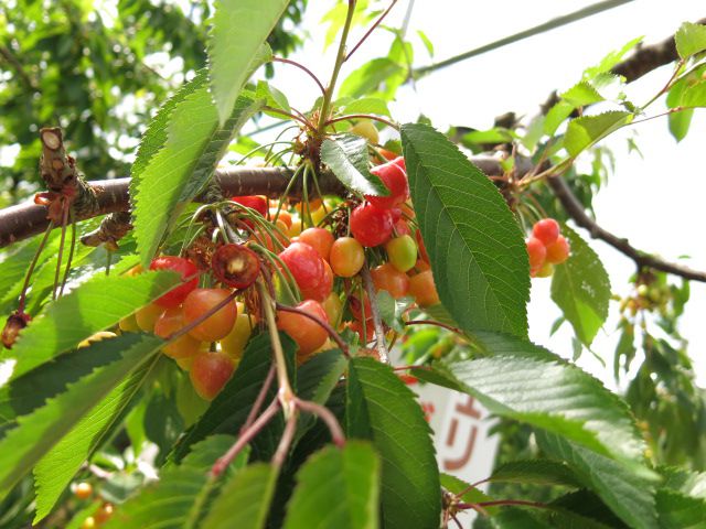 いよいよサクランボシーズン7