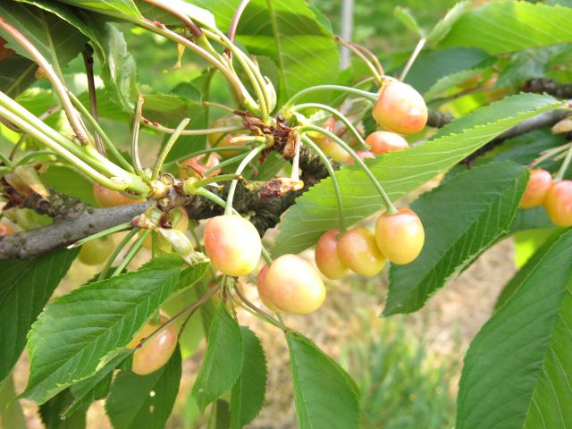 さくらんぼ狩りは6/8からです。