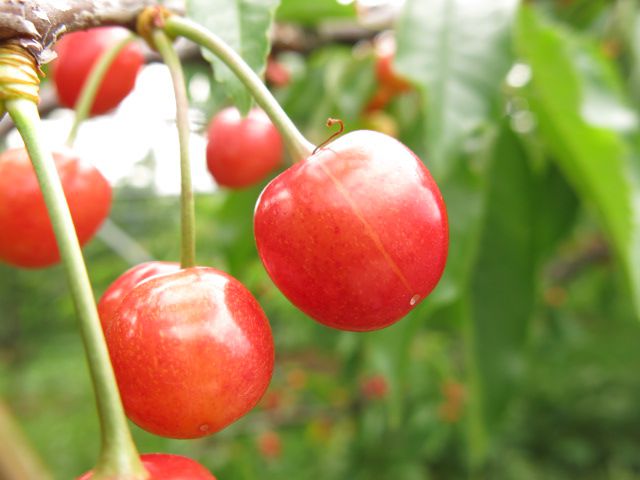 さくらんぼの姫錦