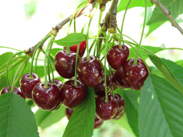 世界中で1本だけ存在するサクランボの木