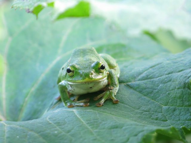 モリアオガエル