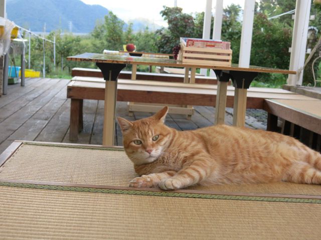 秋のくだもの狩り（ぶどう桃和梨りんごラフランス）　猫と一緒にお待ちしてます