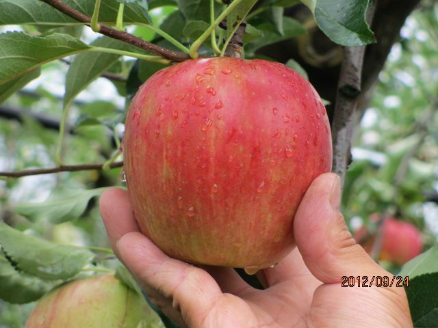 りんごが大きい・・上山観光フルーツ園