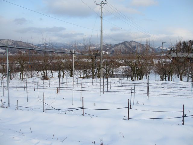 本日の雪景色・・・上山フルーツ園