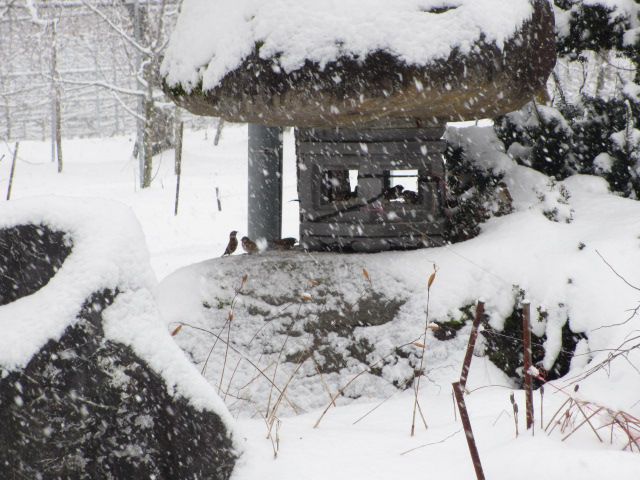 ぞくぞく雪、本日のエサ台・・・上山観光フルーツ園