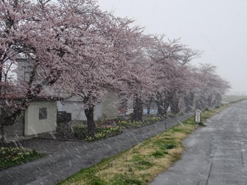【4月11日】桜と雪の共演！【桜の開花状況】