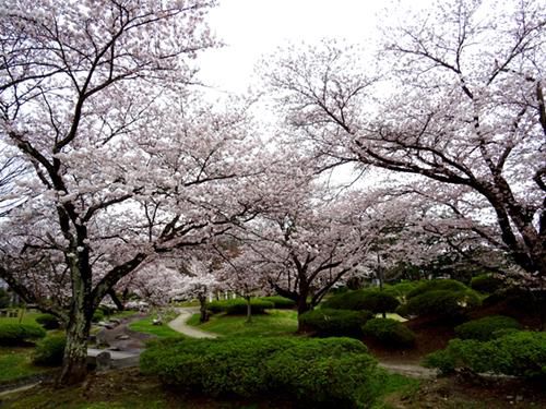 つつじ公園の桜が見頃です！