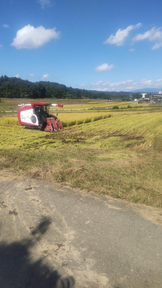 稲刈りをしています！