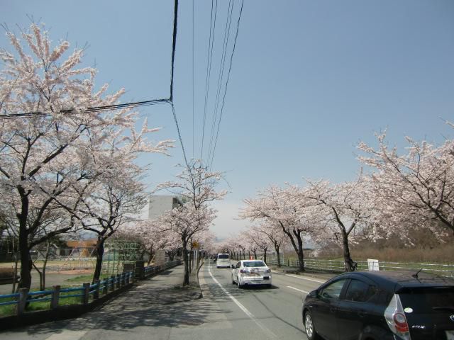 桜　満開です!!