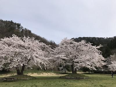 桜　満開です　!!