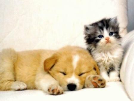 【豆知識4】犬と猫の特性