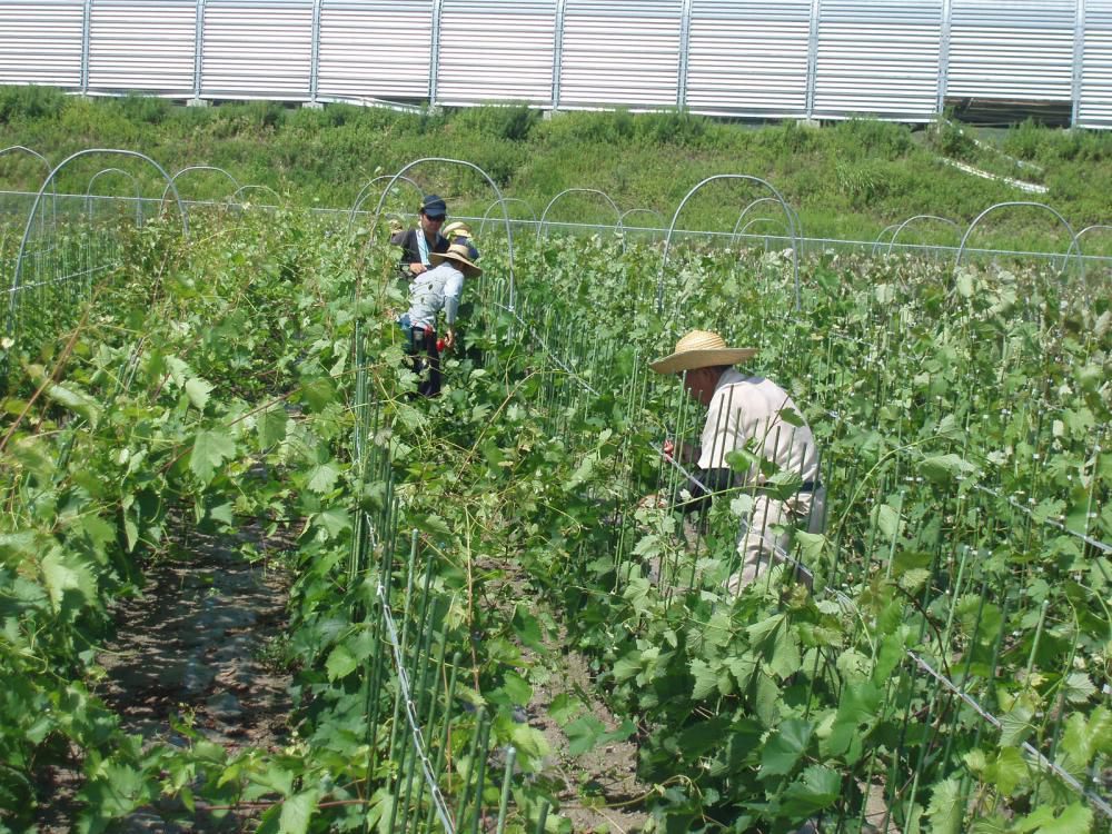 ぶどう苗木手入れ真っ最中