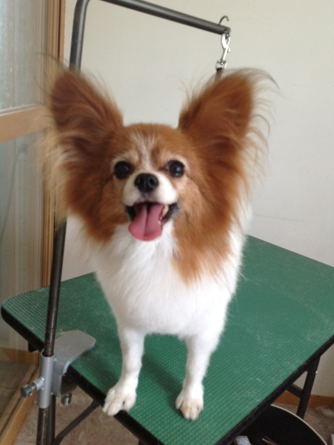 ���ԤäƤޤ����פβ���