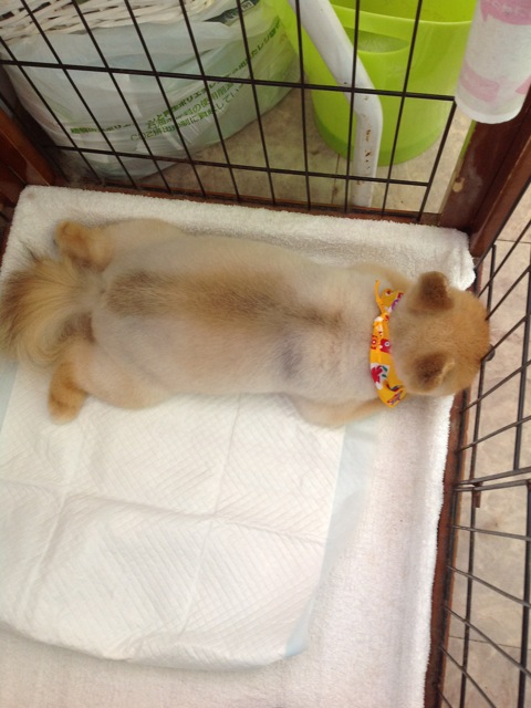 ���뿲�פβ���