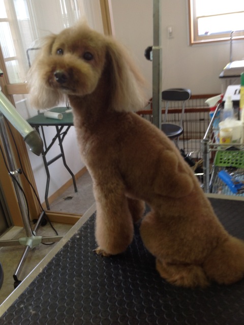 �֥ϡ��ȡפβ���