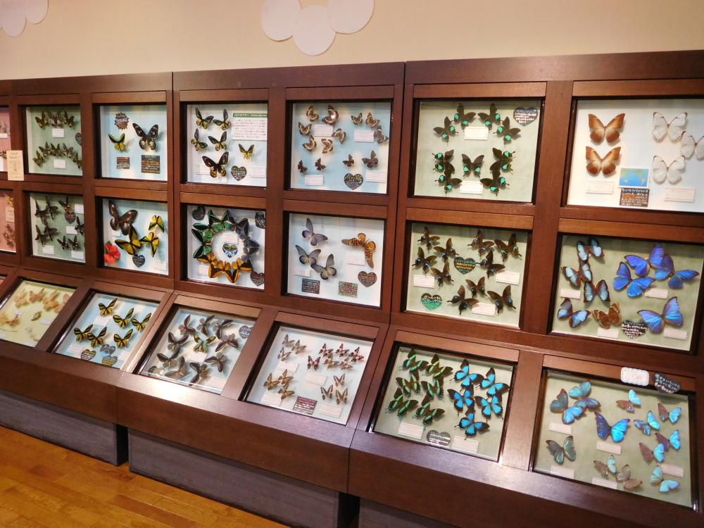 春休み！展示を再開しました。