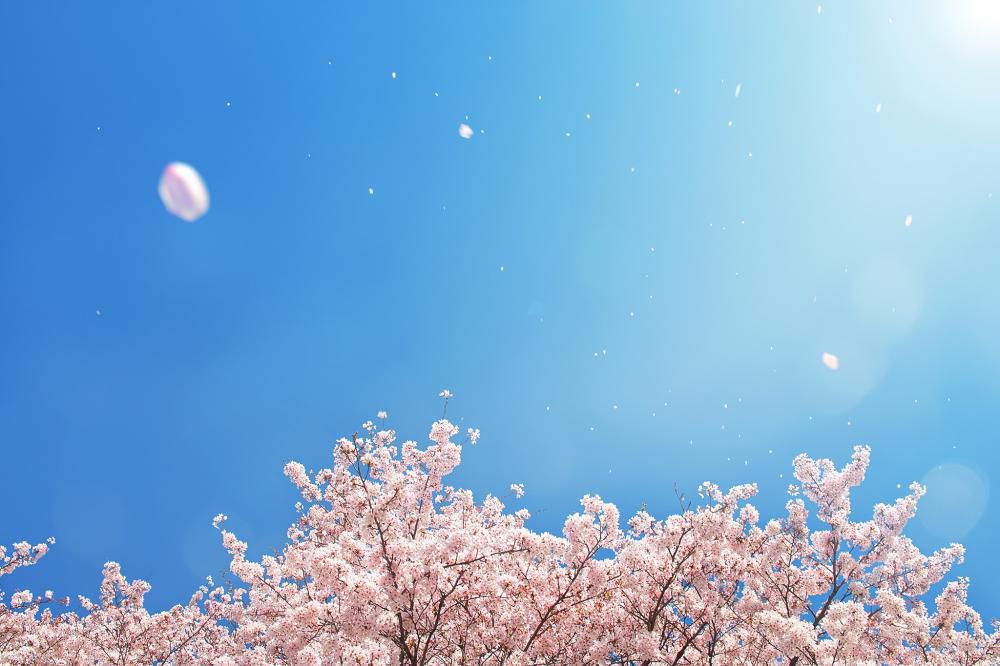 ★今年の桜は？【日本の宿 古窯】