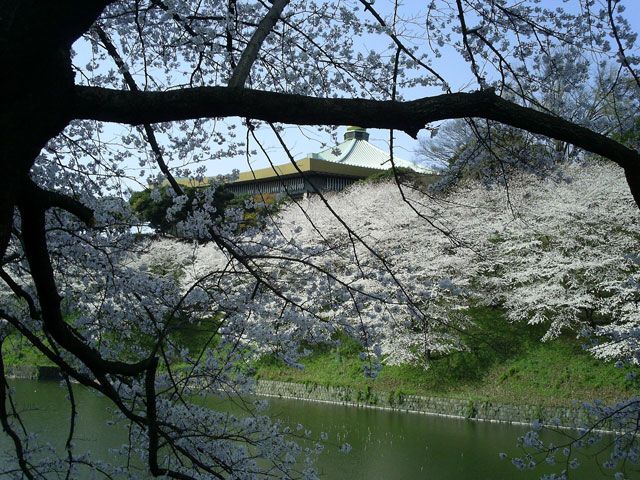 千代田桜まつりは満開でした。
