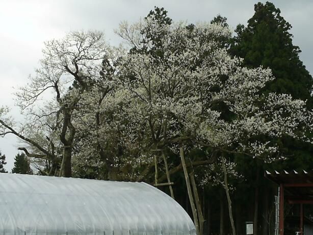 大明神桜は、まだまだ咲いてますよ！