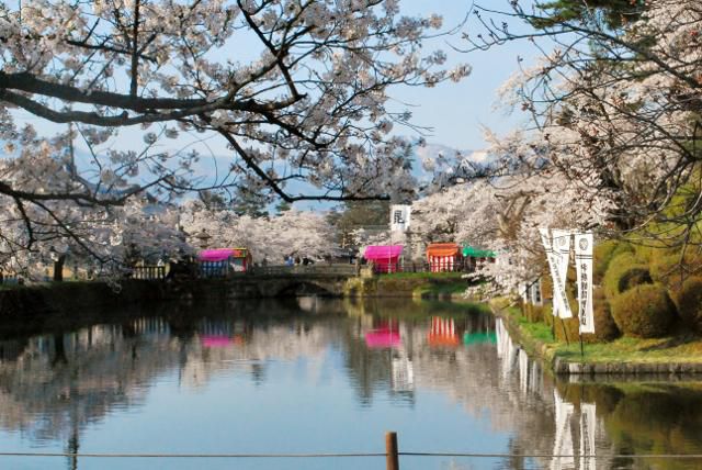 上杉神社桜満開
