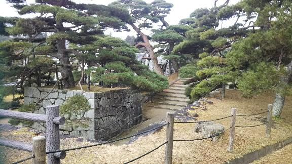 二本松城の松