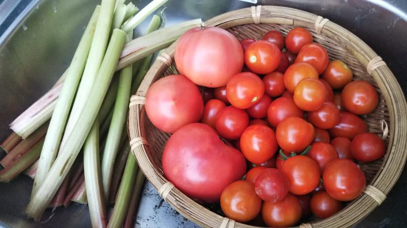 今朝の野菜トマトが盛り