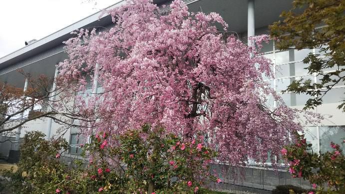伝国の駐車場の桜
