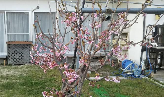 我が家の八重桜