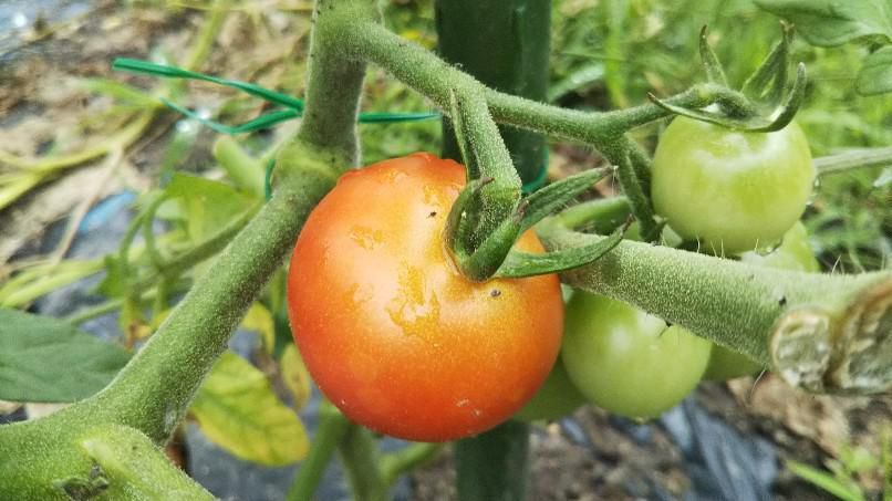 トマト初採り