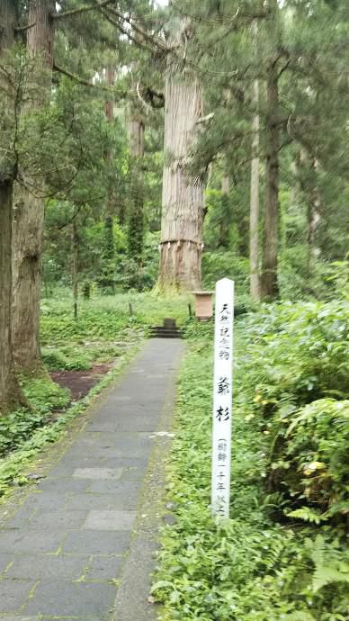 羽黒山の爺杉