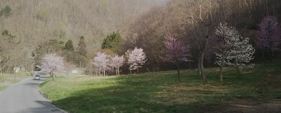 天元台高原湯元駅周辺の桜