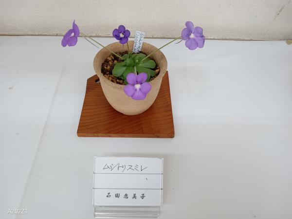 あずま山草会　山野草展