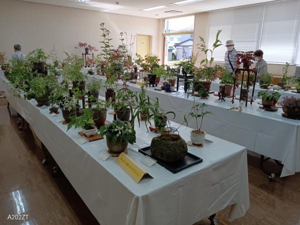 あずま山草会　山野草展