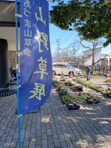 あずま山草会　山野草展