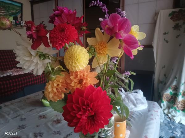 ダリア切り花収穫デー11月3日