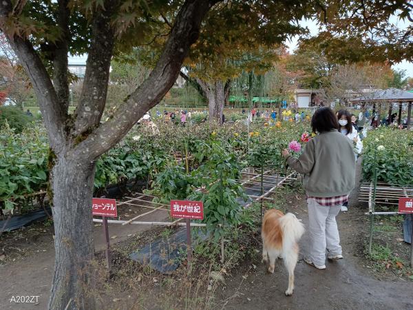ダリア切り花収穫デー11月3日
