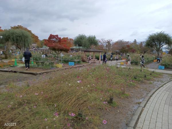 ダリア切り花収穫デー11月3日