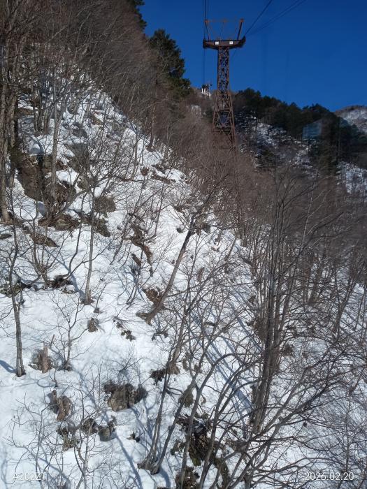 雪根開き(ゆきねびらき)