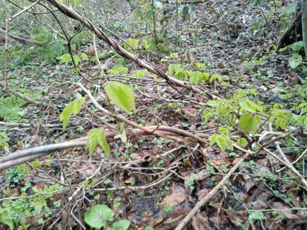 山菜採り（アケビの新芽）
