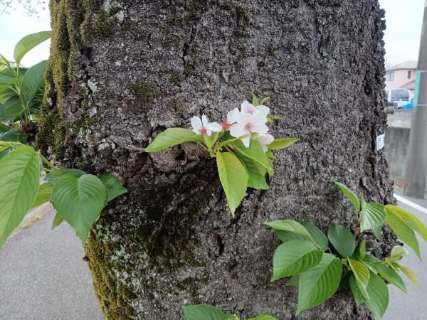 多摩センター乞田川の桜