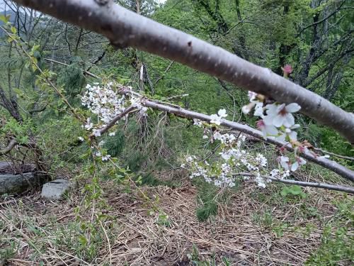 桜がまだ残る・・天元台スキー場湯元駅付近
