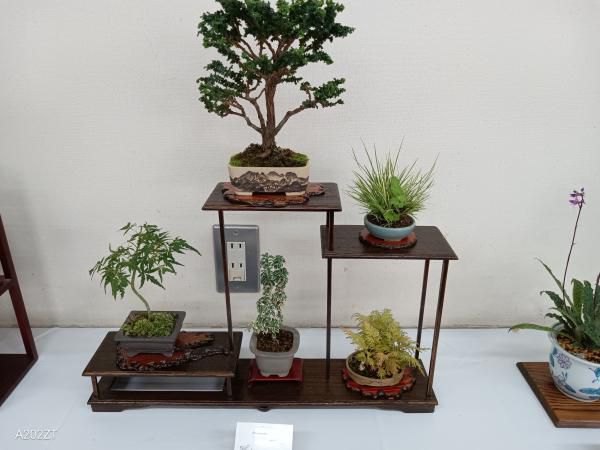 あずま山草会　山野草展