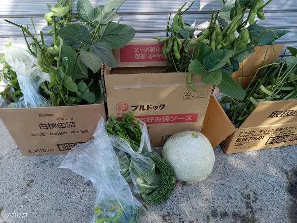 我が家庭菜園
