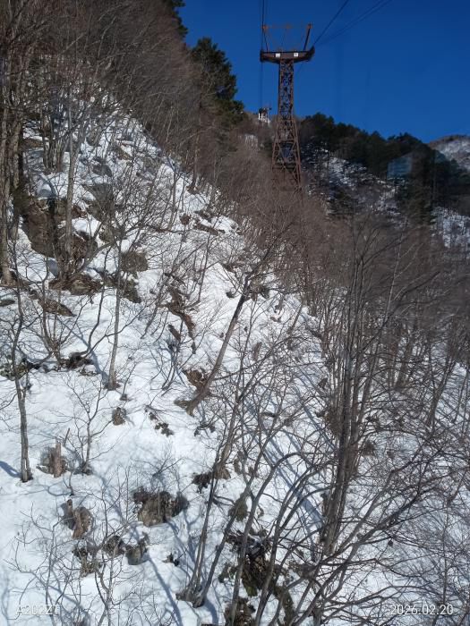 雪根開き（ゆきねびらき）