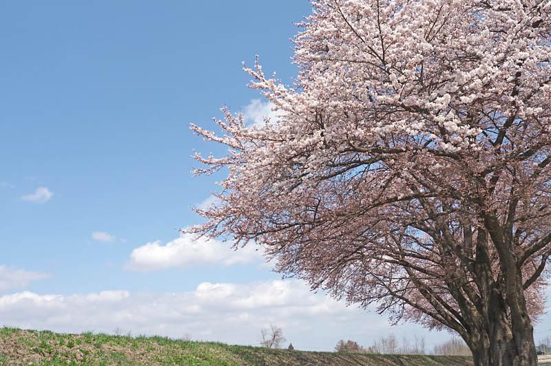 米沢の桜