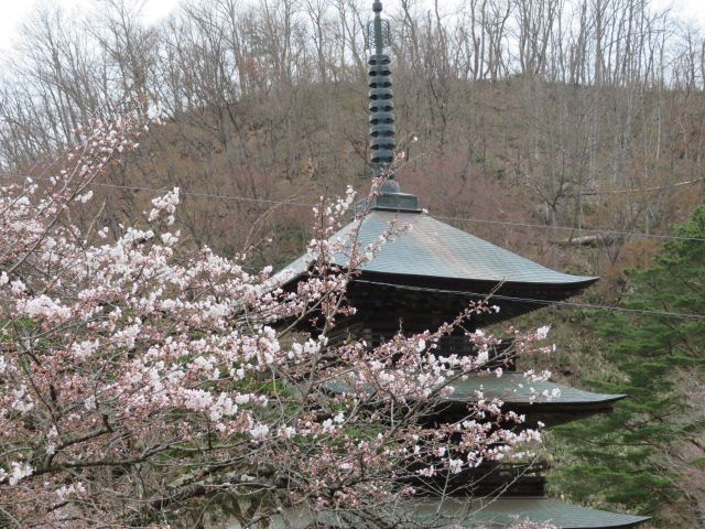 桜が咲きました♪