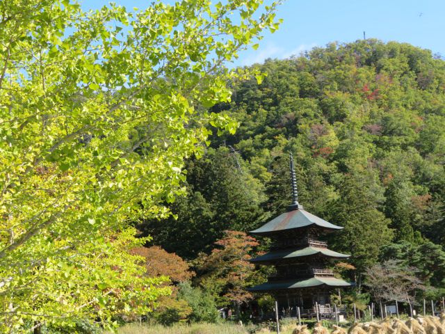 本日の紅葉♪