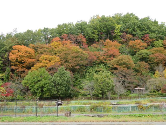 紅葉、見頃になりました♪